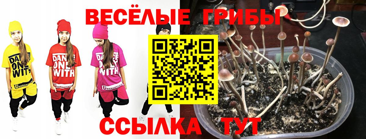 Коркино  Псилоцибиновые грибы Psilocybe  Псилоцибиновые грибы ЛСД  закладка  Вход с VPN 